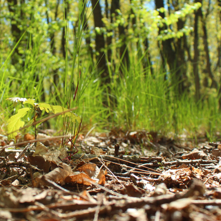 2019-05-13_12-07-52 Wald_02