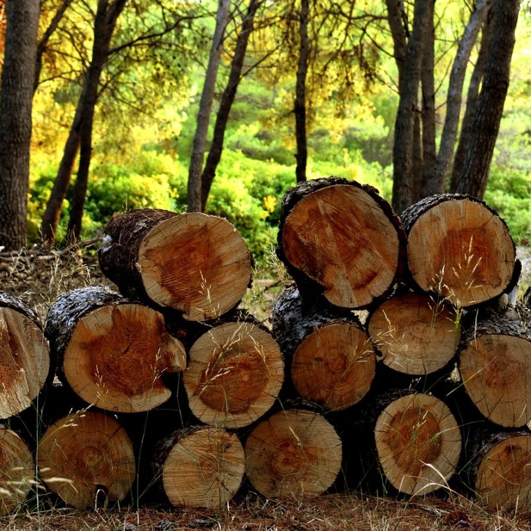 pixabay-logs-3639211_1280