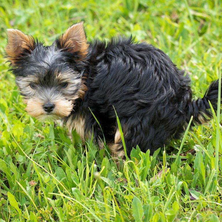pixabay-dog-1543301_1280